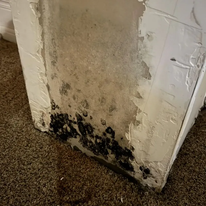 Professional Mold Removal in Sussex, NJ